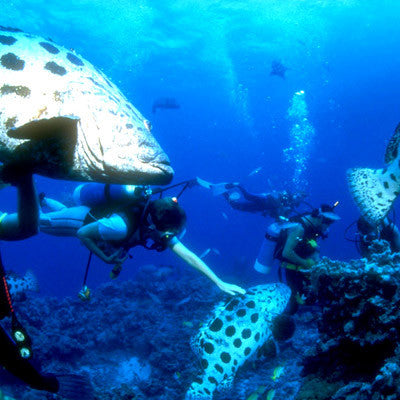 Discover Cancun Tour